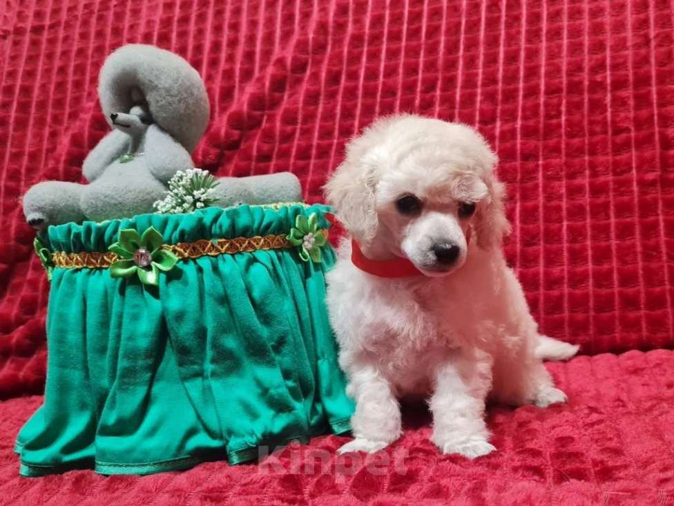 Собаки в Москве: Пудель той девочка белая Девочка, 100 000 руб. - фото 5