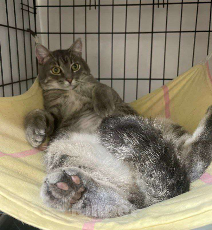 Кошки в Москве: Чудесный полосатик Капитолий ищет маму и папу Мальчик, Бесплатно - фото 5