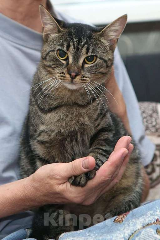 Кошки в Санкт-Петербурге: Зайка Девочка, 500 руб. - фото 3