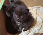 Кошки в Пущино: четыре котенка Мальчик, 1 руб. - фото 8