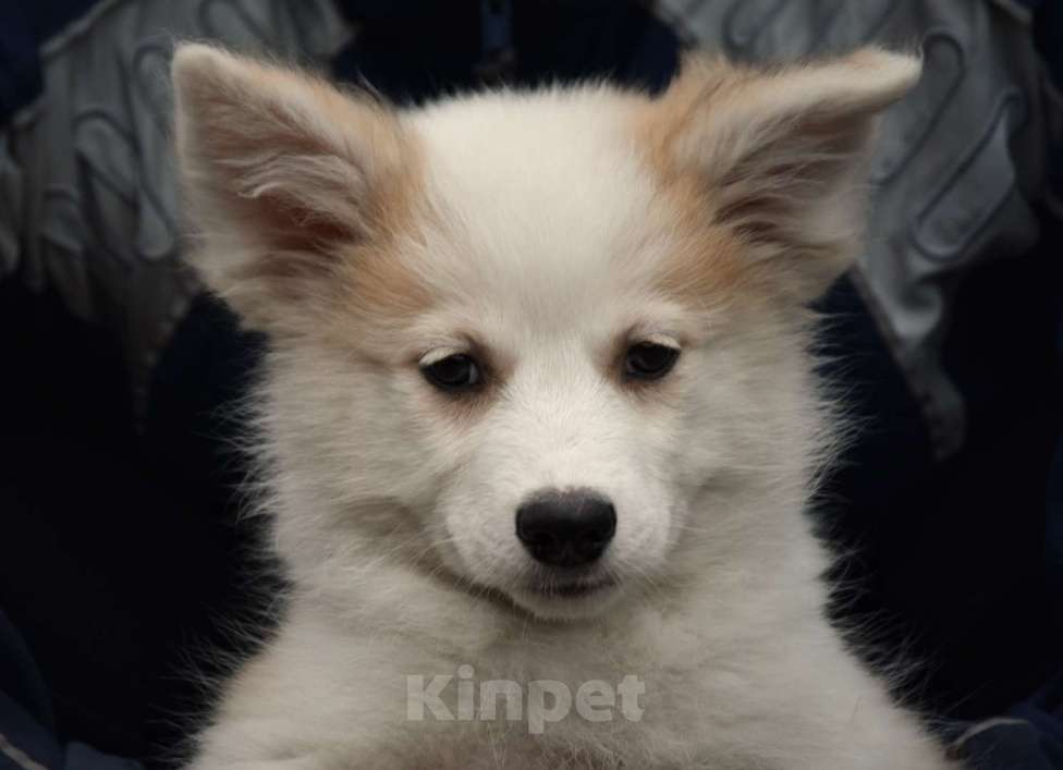 Собаки в Москве: Ненецкая оленегонная лайка, сука Женева. Девочка, 60 000 руб. - фото 1