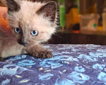 Кошки в Калуге: Котенок Мальчик, Бесплатно - фото 4