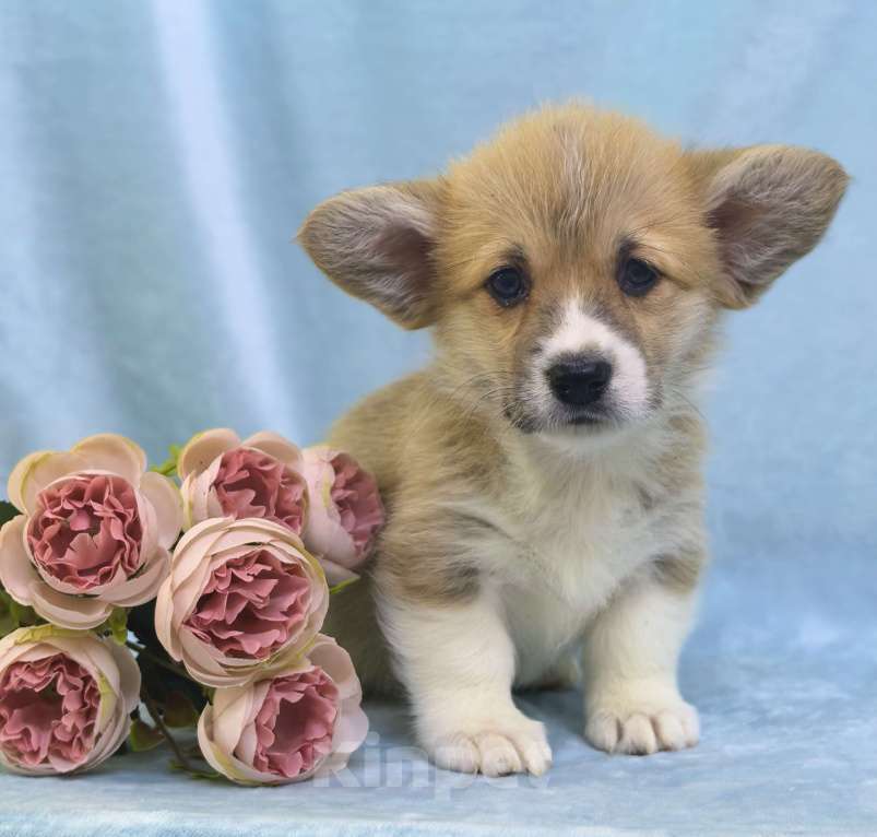 Собаки в Москве: Вельш корги пемброк девочка Девочка, 60 000 руб. - фото 4