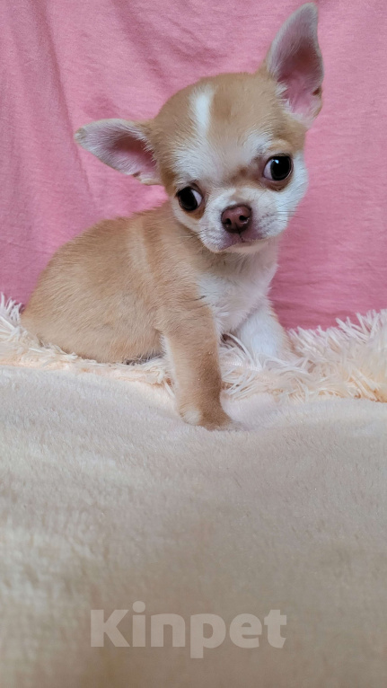 Собаки в Москве: Рыжий Чихуахуа мальчик Мальчик, Бесплатно - фото 5