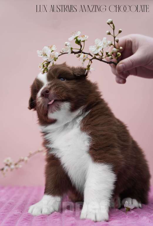 Собаки в Краснодаре: Щенки австралийской овчарки Мальчик, 100 000 руб. - фото 1