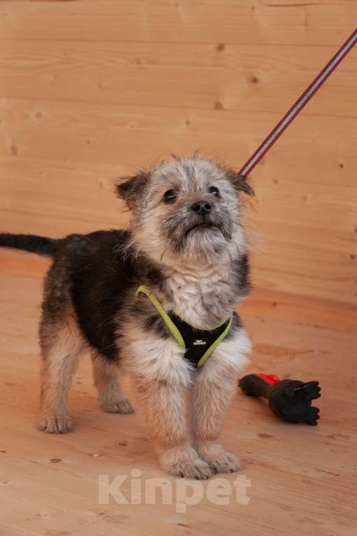 Собаки в Ногинске: Маленькая собачка Кэтрин ищет дом Девочка, Бесплатно - фото 9