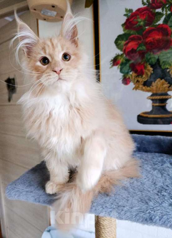 Кошки в Москве: Фавн Мальчик, 65 000 руб. - фото 6