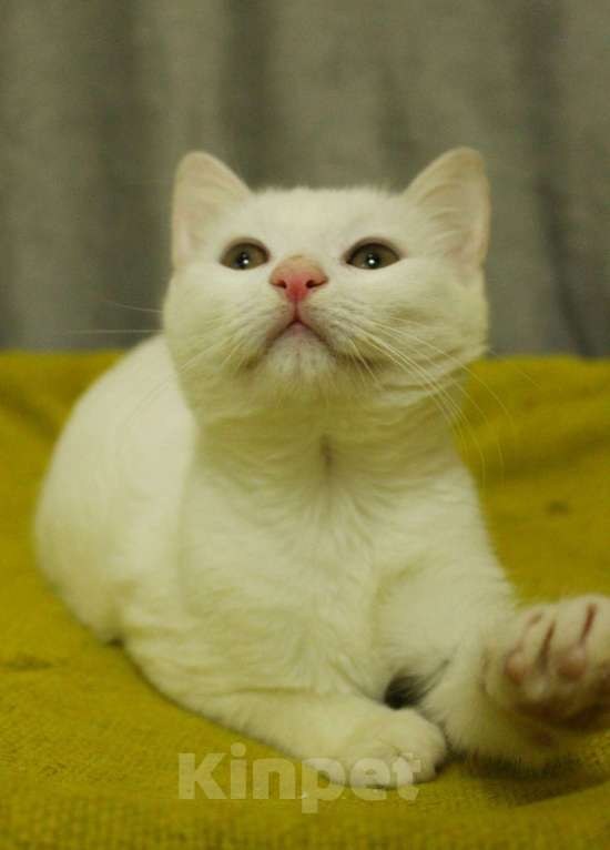 Кошки в Санкт-Петербурге: Беленький котёнок Мальчик, Бесплатно - фото 6