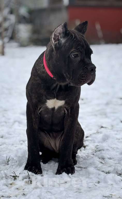 Собаки в других городах Московской области: Тигровая девочка Кане Корсо Девочка, 70 000 руб. - фото 1