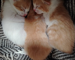Кошки в Калининграде: Котята Разнополые, Бесплатно - фото 9