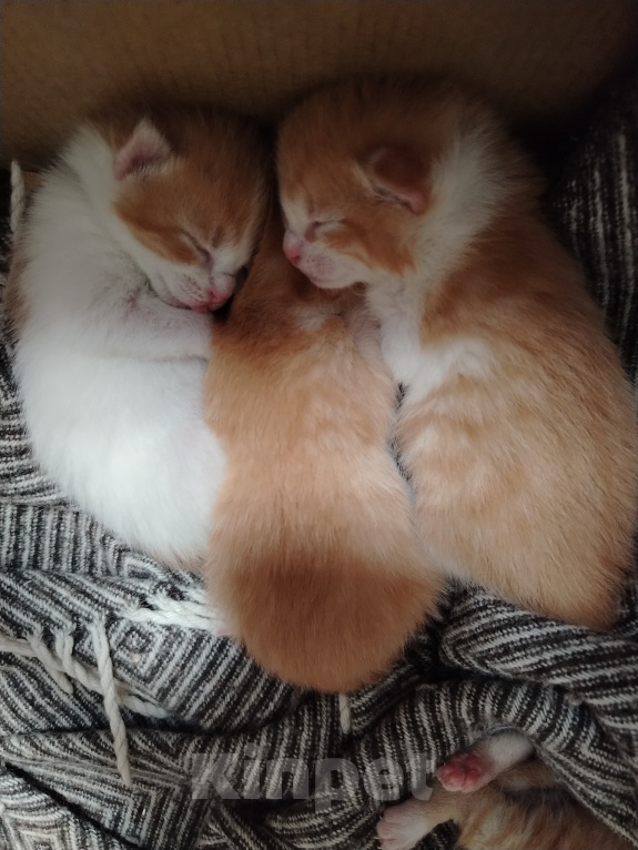 Кошки в Калининграде: Котята Разнополые, Бесплатно - фото 9