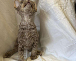 Кошки в Симферополе: Продается котик  Мальчик, Бесплатно - фото 3