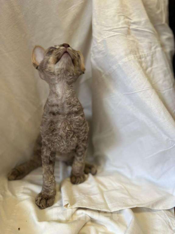 Кошки в Симферополе: Продается котик  Мальчик, Бесплатно - фото 3