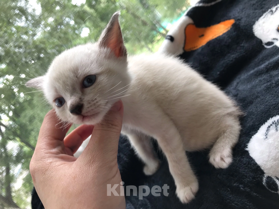Кошки в Санкт-Петербурге: Котенок Европейская Бурма лиловая-шампань Девочка, 5 000 руб. - фото 8