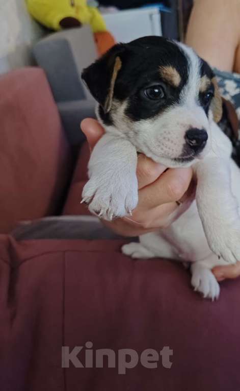 Собаки в Челябинске: продам щенка Девочка, 18 000 руб. - фото 1