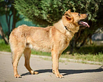Собаки в Москве: Алтай-пес, которого никто не замечает!!!! где ему найти свое счастье? Мальчик, Бесплатно - фото 3