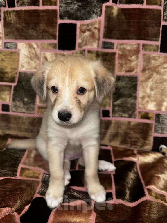 Собаки в Семилуках: Отдам в добрые руки  Девочка, Бесплатно - фото 2