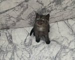 Кошки в Арзамасе: Продаю шотландского прямоухого котенка Мальчик, 5 000 руб. - фото 1