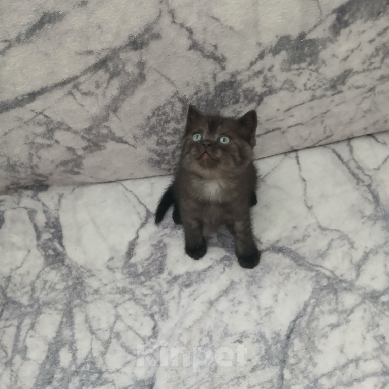 Кошки в Арзамасе: Продаю шотландского прямоухого котенка Мальчик, 5 000 руб. - фото 1