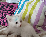 Кошки в Иркутске: Кртята в добрые руки Девочка, Бесплатно - фото 3