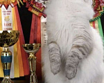 Кошки в Москве: Сибирский кот юниор Мальчик, 50 000 руб. - фото 1