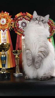 Объявление: Сибирский кот юниор, 50 000 руб., Москва