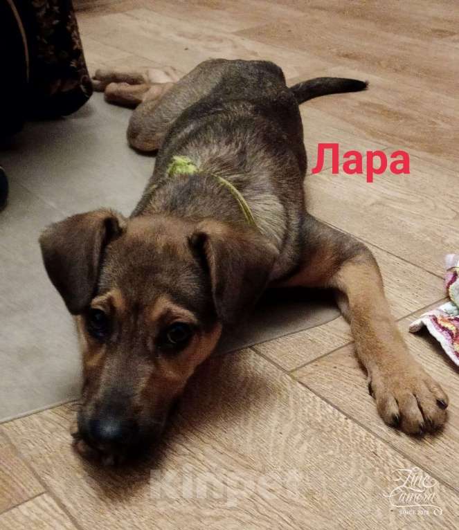 Собаки в Котельнике: Щенки овчарята оригинальных окрасов в добрые руки Девочка, Бесплатно - фото 7