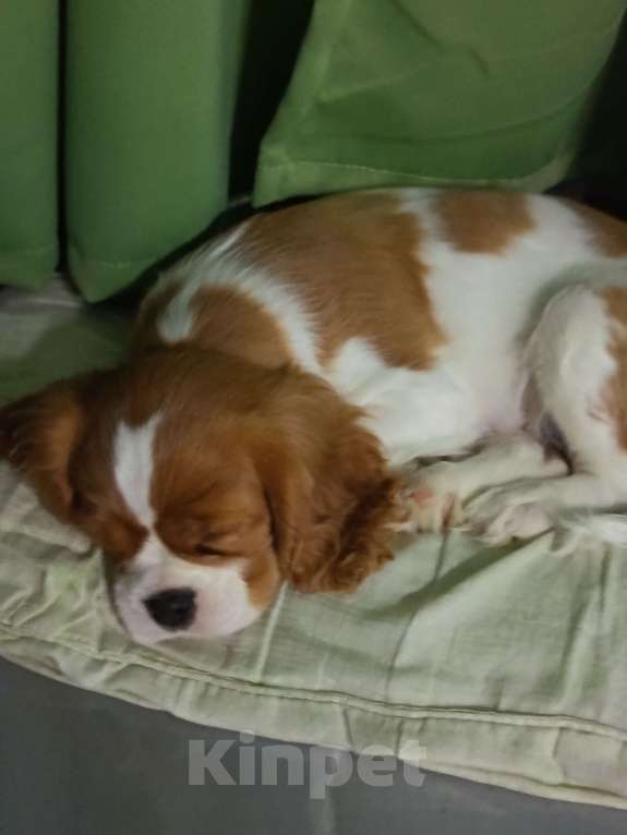 Собаки в Санкт-Петербурге: Продаётся девочка 3месяца Девочка, Бесплатно - фото 2