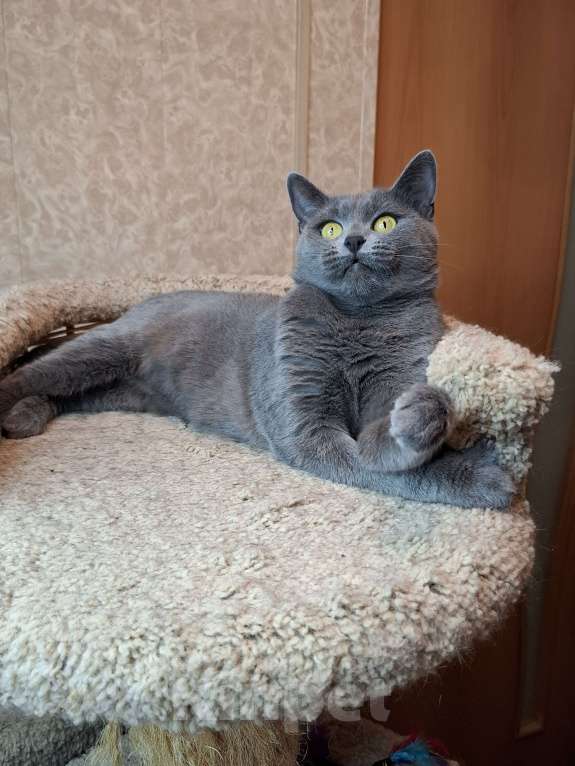 Кошки в Москве: Кошка голубого окраса в добрые руки  Девочка, Бесплатно - фото 9