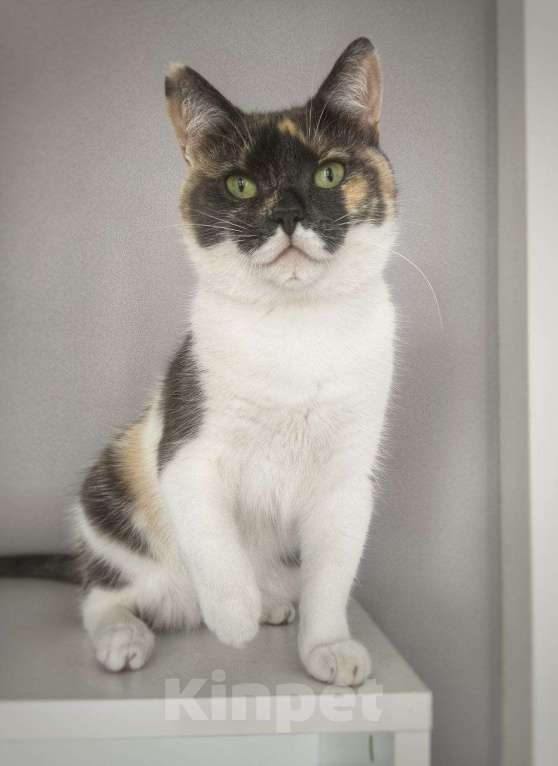 Кошки в Раменском: Джемма в дар Девочка, Бесплатно - фото 7