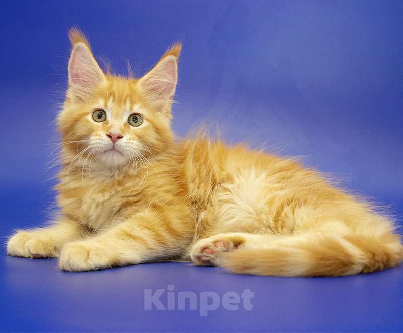Кошки в Москве: Мейн-кун котенок Мальчик, Бесплатно - фото 2
