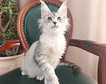 Кошки в Таганроге: Кошка Мейн-кун в брид Девочка, 150 000 руб. - фото 4