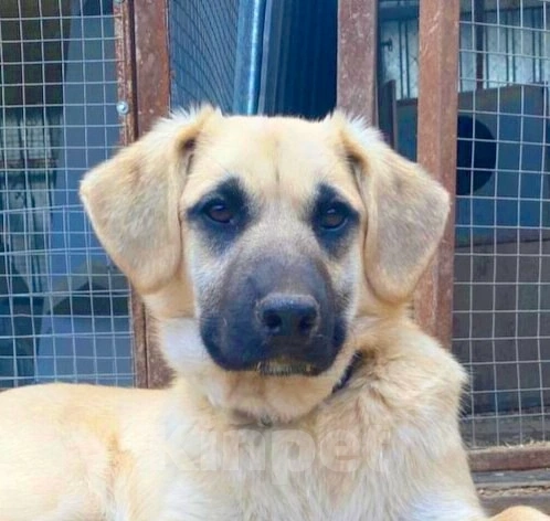 Собаки в других городах Московской области: Представляем вам очаровательного, обаятельного и просто, обалденного пацанчика Митяя! Мальчик, Бесплатно - фото 3