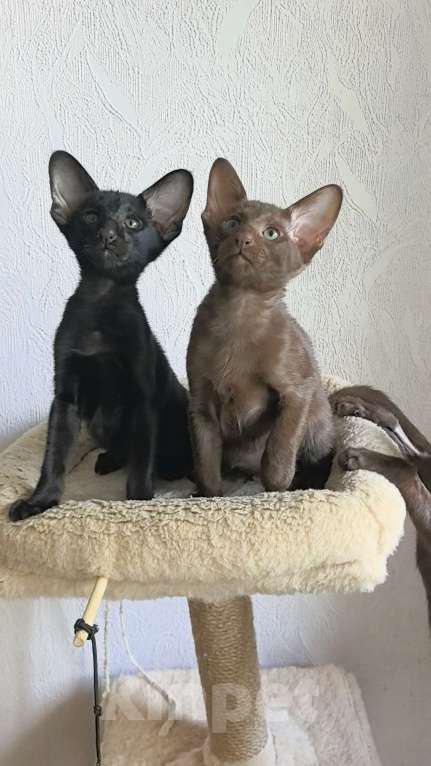 Кошки в Асбесте: Черный орик тальный котик Мальчик, 65 000 руб. - фото 4