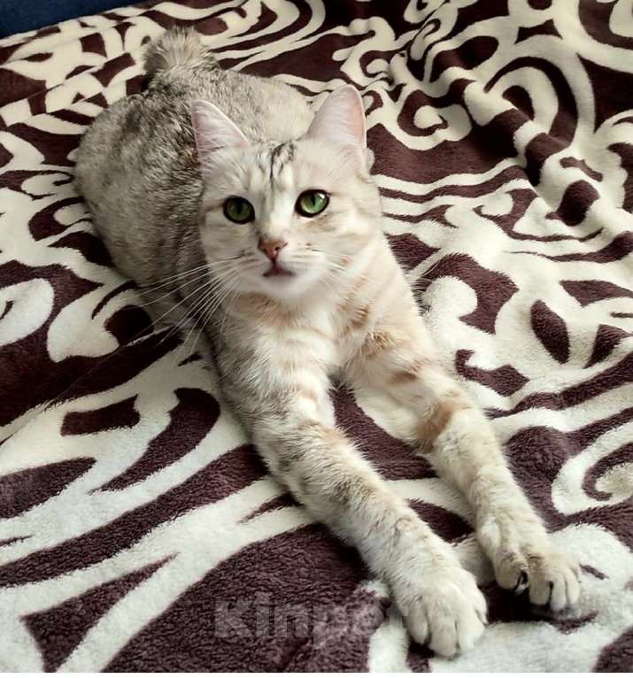 Кошки в Комсомольске-На-Амуре: Курильский бобтейл Мальчик, 50 000 руб. - фото 9