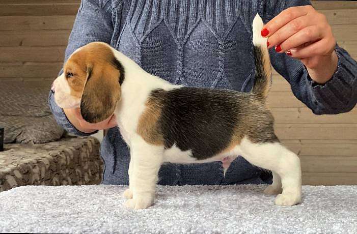 Собаки в Сочи: Щенки бигля Разнополые, 50 000 руб. - фото 4