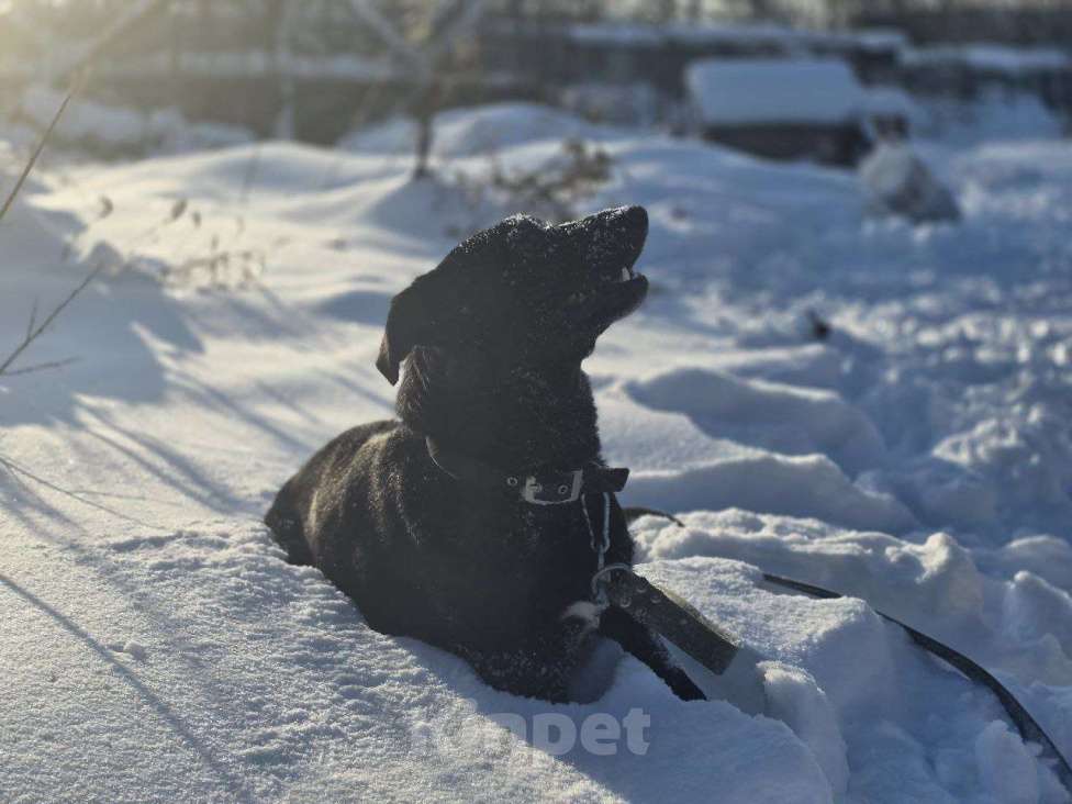 Собаки в Королеве: Ищем дом и любящую семью для прекрасной Оливки! Девочка, Бесплатно - фото 6