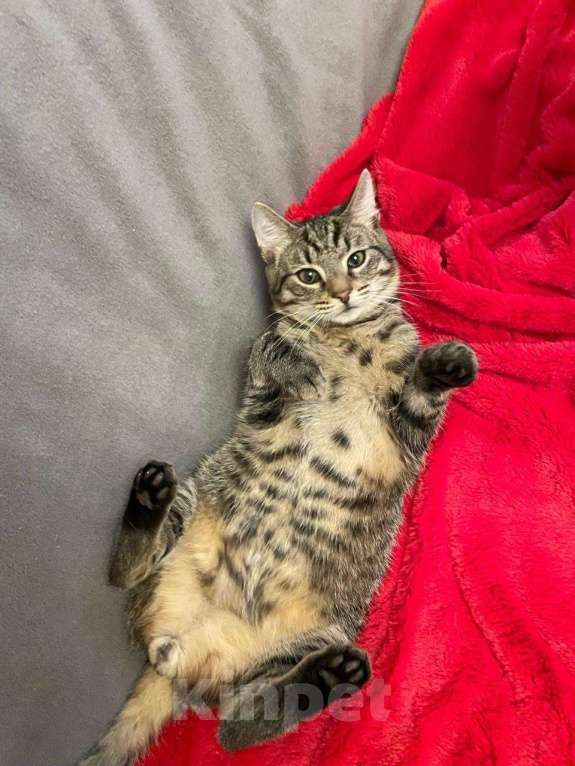 Кошки в Санкт-Петербурге: Леопардовый животик, полосатая спинка Мальчик, Бесплатно - фото 1