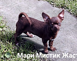 Собаки в Санкт-Петербурге: Весёлый, добрый парень чихуахуа Мальчик, 50 000 руб. - фото 7