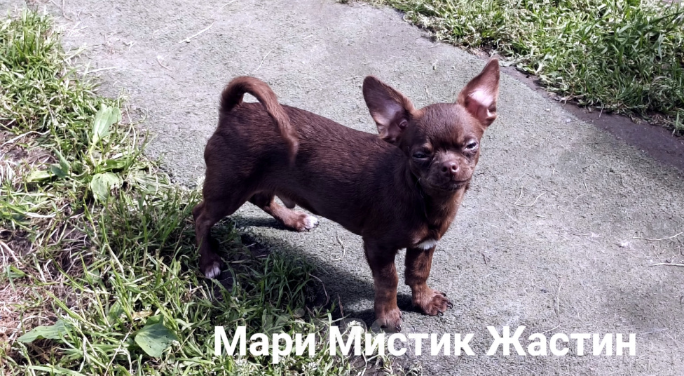 Собаки в Санкт-Петербурге: Весёлый, добрый парень чихуахуа Мальчик, 50 000 руб. - фото 7