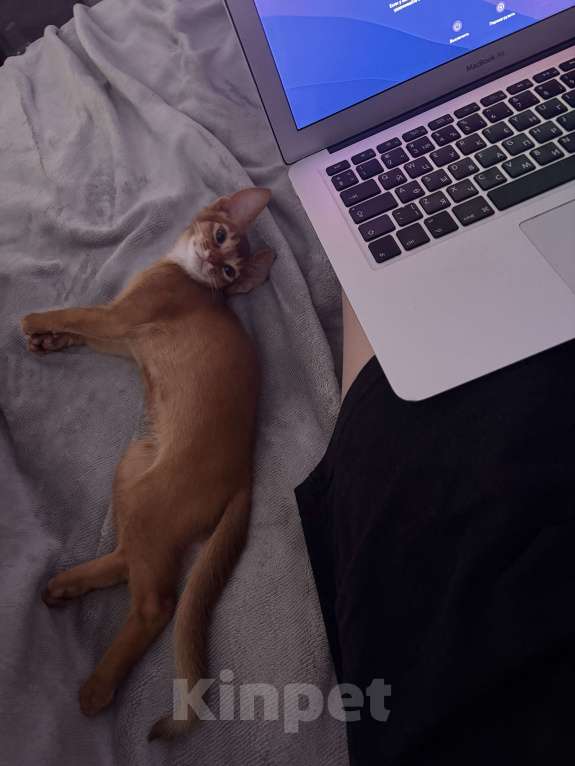 Кошки в других городах Московской области: Абиссинский котенок Мальчик, 50 000 руб. - фото 7