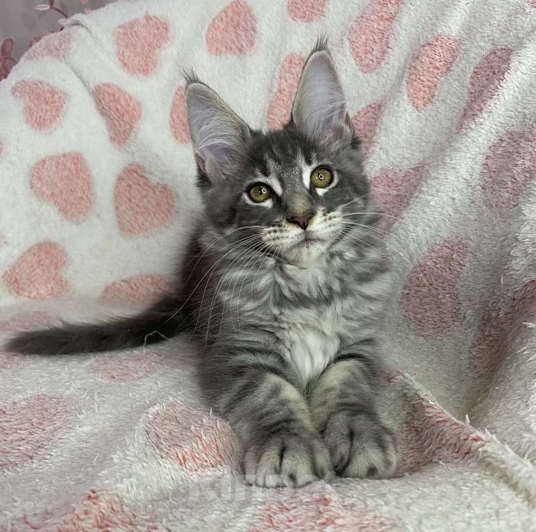 Кошки в Дмитрове: Голубая мраморная девочка мейн кун Zamira Девочка, 20 000 руб. - фото 7