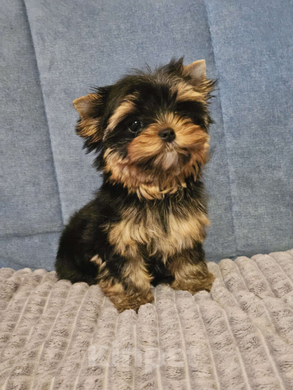 Собаки в Москве: Небольшая девочка йорка  Девочка, 120 000 руб. - фото 1