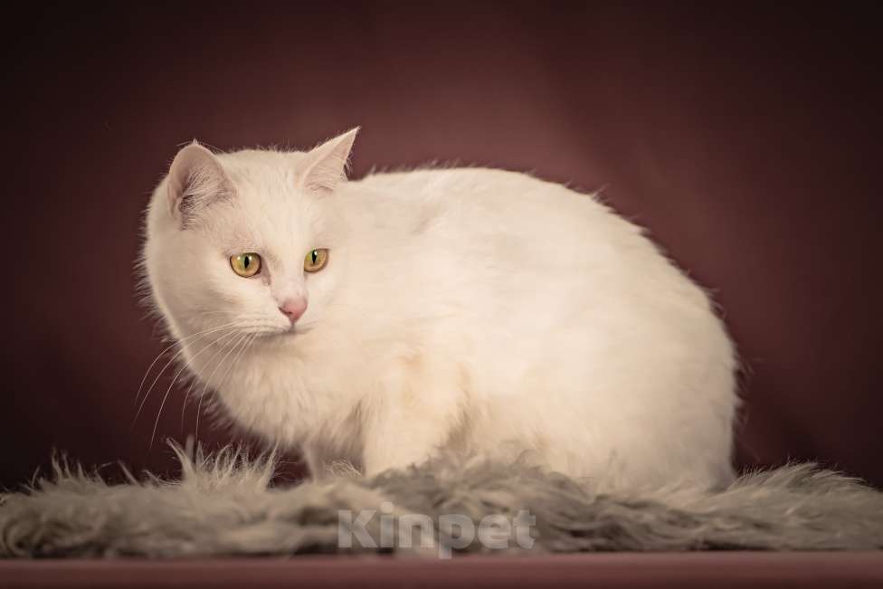 Кошки в Клине: Кассиопея — изящная кошечка, точно фарфоровая статуэтка Девочка, Бесплатно - фото 3