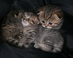 Кошки в Балашихе: Шотландские вислоухие котята 😻 Разнополые, 13 000 руб. - фото 3