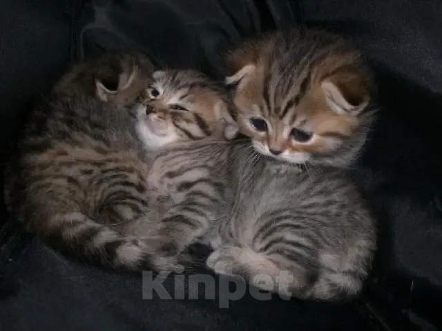 Кошки в Балашихе: Шотландские вислоухие котята 😻 Разнополые, 13 000 руб. - фото 3