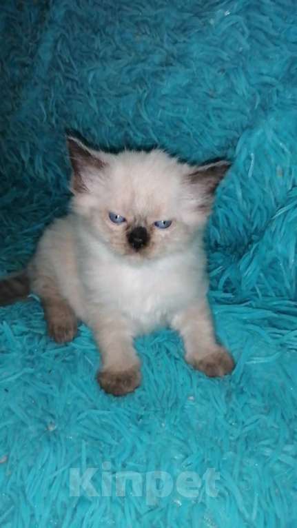 Кошки в Москве: Шотландские котята хайленд Мальчик, 10 000 руб. - фото 3