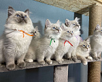 Кошки в Лермонтове: Невский маскарадный кот  Мальчик, 15 000 руб. - фото 1