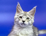 Кошки в Москве: Мейн кун котенок Мальчик, Бесплатно - фото 3