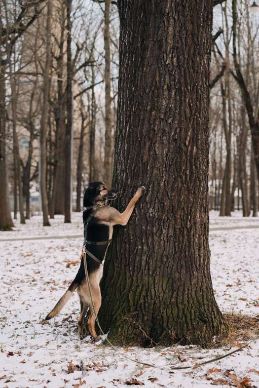 Собаки в Москве: Длиннолапый Хамфр в поиске семьи <3 Мальчик, Бесплатно - фото 9